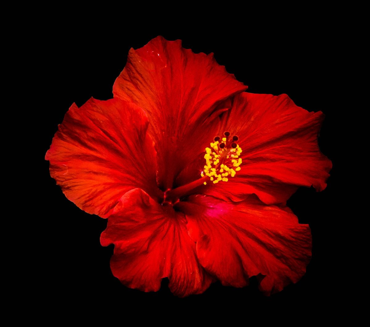 The Radiant Red Hibiscus Goddess Kali's Beloved Flower Rosebazaar India