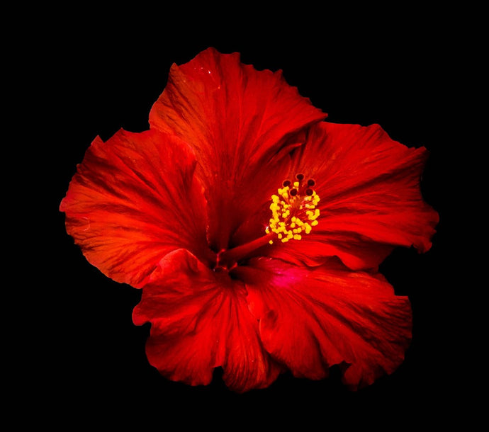 The Radiant Red Hibiscus: Goddess Kali's Beloved Flower