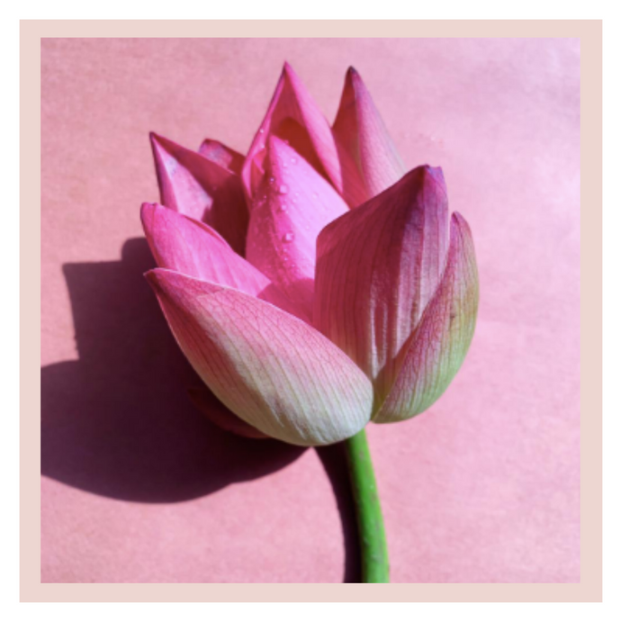 Lotus as symbol of purity  | Everything you need to know about |