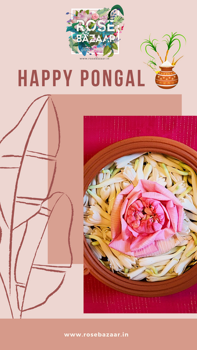 Pongal: A feast; a celebration!