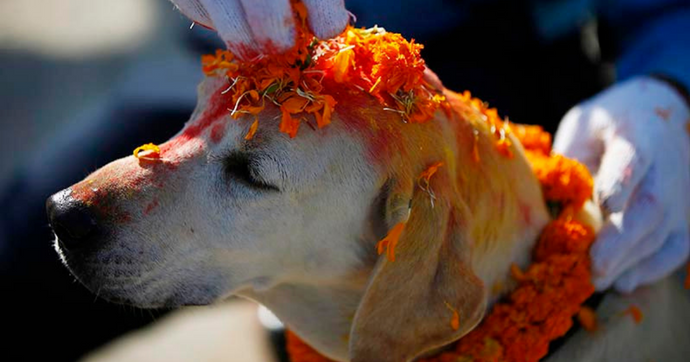 Kukur Tihar: Celebrating the Divine Bond with Dogs