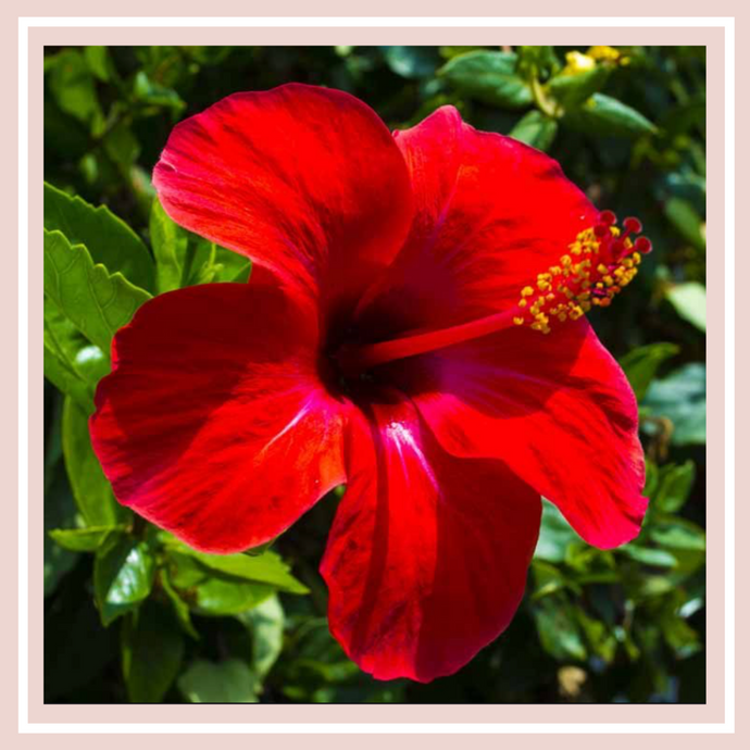 Why do we use Hibiscus Flower for Puja?