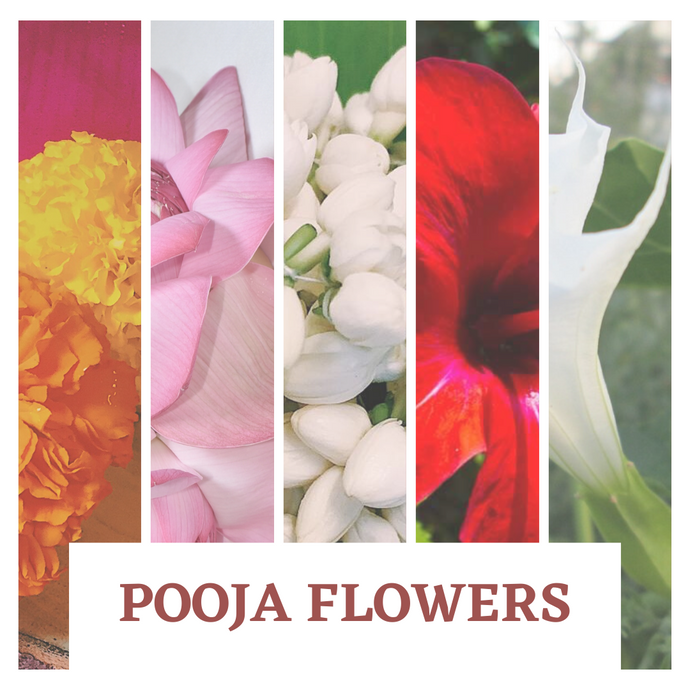 5 Traditional Flowers that mostly used for Pooja in India