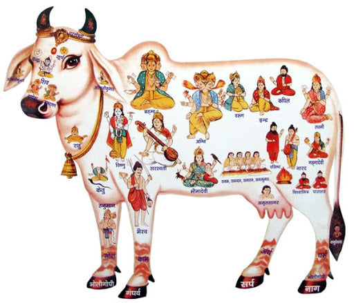 Story of Kamdhenu sacred Cow | Hoovu Fresh