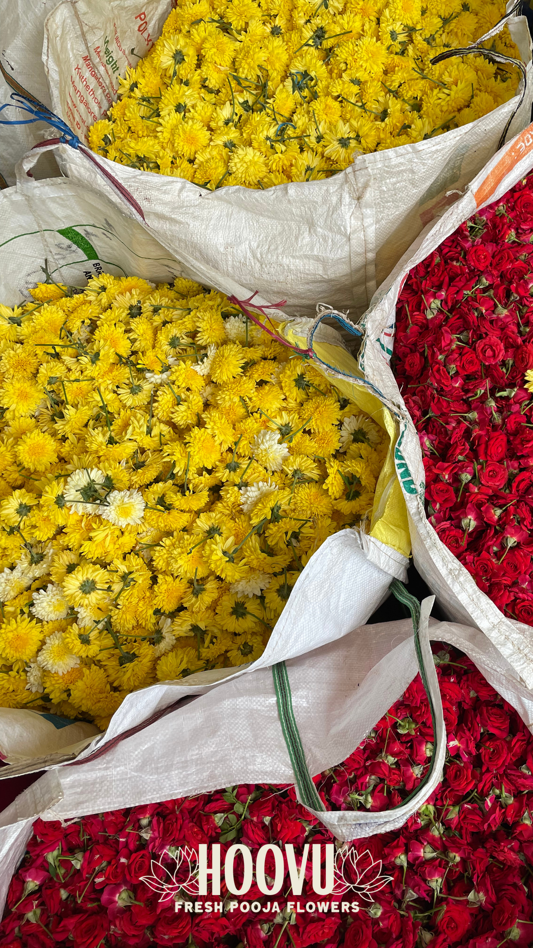 Yellow & Red Flowers Screesaver