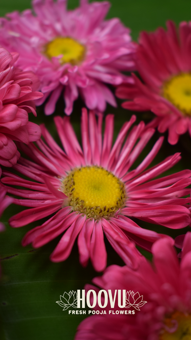 Pink Aster Screensaver