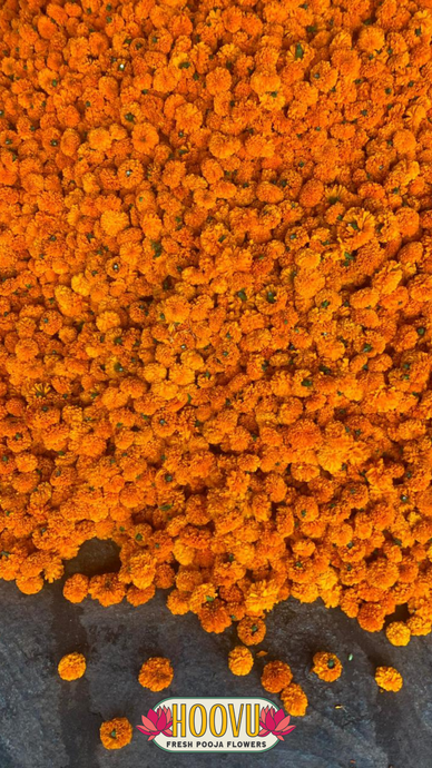 Marigold Flower Screensaver