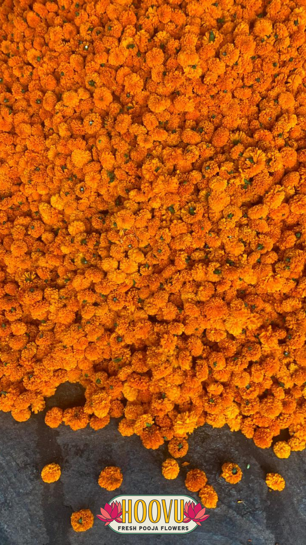 Marigold Flower Screensaver