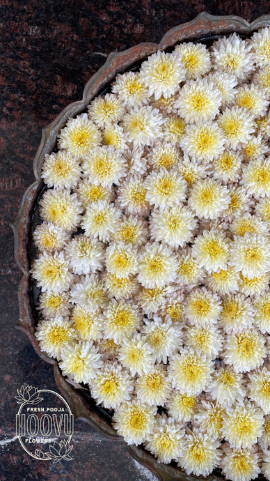 White Flower Screensaver